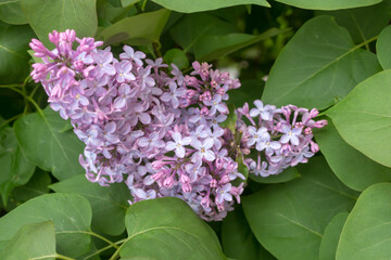 blooming lilac in spring close up