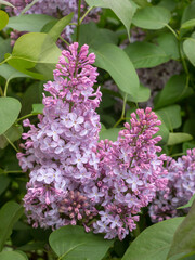 branches of blooming lilac