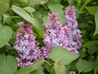 branches of blooming lilac close up