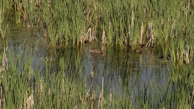 reeds in the water of a river