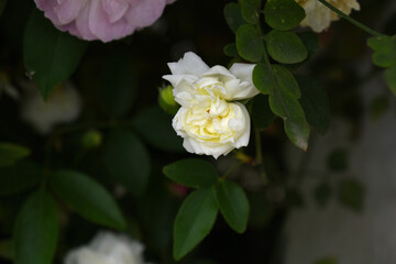 Rosa great maiden's blush white flower, Spring Flowering white Flower Heads on an Old English Rose (Rosa 'Great Maiden's Blush) with leaves, white double Alba rose Maiden's Blush flowers in a garden