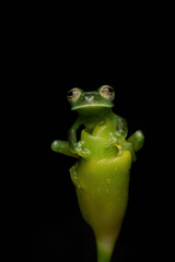 Close up of an Emerald Glass Frog (Spadarana prosoblepon) on a green leaf and black background. Rana de cristal esmeralda.
