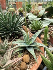 Obraz premium Aloe hybrids in terracotta pot