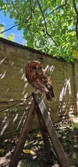tawny owl, also called the brown owl, is a stocky, medium-sized owl in the family Strigidae. It is...