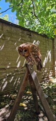 tawny owl, also called the brown owl, is a stocky, medium-sized owl in the family Strigidae. It is commonly found in woodlands across Europe, as well as western Siberia, and has seven recognized subsp
