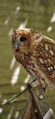 tawny owl, also called the brown owl, is a stocky, medium-sized owl in the family Strigidae. It is commonly found in woodlands across Europe, as well as western Siberia, and has seven recognized subsp