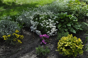 Naklejka premium Garden landscape with different varieties of hosta plants