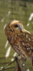 tawny owl, also called the brown owl, is a stocky, medium-sized owl in the family Strigidae. It is commonly found in woodlands across Europe, as well as western Siberia, and has seven recognized subsp