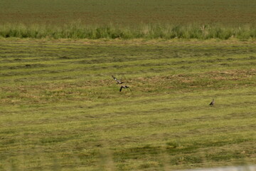 a bird in the field © MARIA