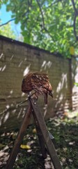 tawny owl, also called the brown owl, is a stocky, medium-sized owl in the family Strigidae. It is...