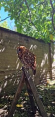 tawny owl, also called the brown owl, is a stocky, medium-sized owl in the family Strigidae. It is commonly found in woodlands across Europe, as well as western Siberia, and has seven recognized subsp