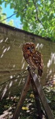tawny owl, also called the brown owl, is a stocky, medium-sized owl in the family Strigidae. It is...