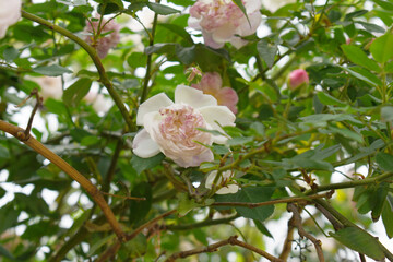 Rosa great maiden's blush pink white flower, Spring Flowering Soft pink white Flower Heads on an Old English Rose (Rosa 'Great Maiden's Blush) with leaves, Pink double Alba rose Maiden's Blush flowers