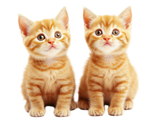 Two adorable ginger kittens, side-by-side, gazing intently