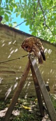 tawny owl, also called the brown owl, is a stocky, medium-sized owl in the family Strigidae. It is commonly found in woodlands across Europe, as well as western Siberia, and has seven recognized subsp