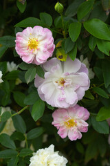 Rosa great maiden's blush pink white flower, Spring Flowering Soft pink white Flower Heads on an Old English Rose (Rosa 'Great Maiden's Blush) with leaves, Pink double Alba rose Maiden's Blush flowers