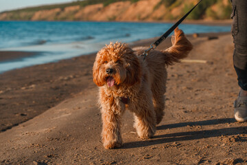 A curly-haired brown Labradoodle or Cavapoo dog at the outdoor seaside on the sand at sunset. The breed of the dog is a cross between a poodle.