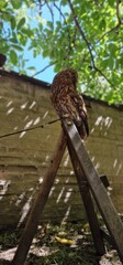 tawny owl, also called the brown owl, is a stocky, medium-sized owl in the family Strigidae. It is...