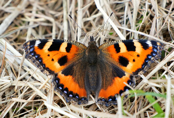 Detailed close up of a Small Tortoiseshell (Aglais urticae) butterfly on grass