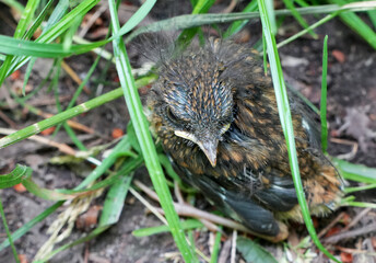 A cute fledgling European Blackbird (Turdus merula) sits on the ground