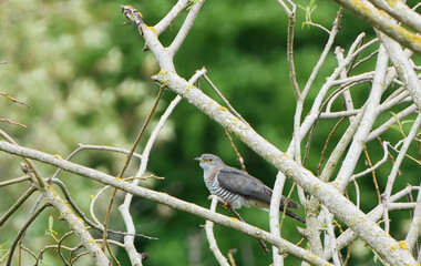 A Common Cuckoo (Cuculus canorus) perched on a bare tree branch
