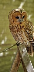 tawny owl, also called the brown owl, is a stocky, medium-sized owl in the family Strigidae. It is...