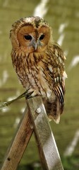 tawny owl, also called the brown owl, is a stocky, medium-sized owl in the family Strigidae. It is...