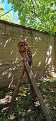 tawny owl, also called the brown owl, is a stocky, medium-sized owl in the family Strigidae. It is commonly found in woodlands across Europe, as well as western Siberia, and has seven recognized subsp