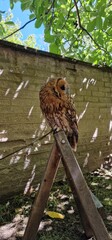 tawny owl, also called the brown owl, is a stocky, medium-sized owl in the family Strigidae. It is commonly found in woodlands across Europe, as well as western Siberia, and has seven recognized subsp
