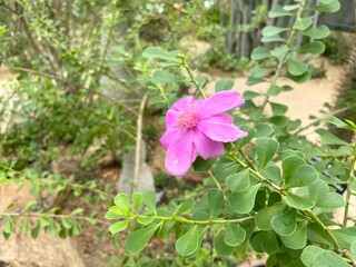 Close-up of pink Leuenbergeria portulacifolia flower.