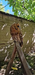 tawny owl, also called the brown owl, is a stocky, medium-sized owl in the family Strigidae. It is commonly found in woodlands across Europe, as well as western Siberia, and has seven recognized subsp