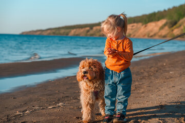 A curly-haired brown Labradoodle or Cavapoo dog with a little child girl are best friends by the sea at sunset.