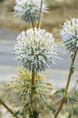 Obraz premium Echinops sphaerocephalus, Echinops sphaerocephalus known as Great Globe Thistle or Pale Globe Thistle, A summer plant in the wild in a meadow, Wild flower with thorns and spines bloomed