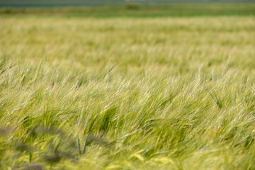 Closeup of barley spikes waving in the wind