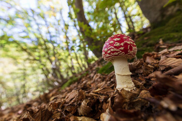 Enchanting beech forest scenes with wild mushrooms in their natural habitat. Rich textures, earthy tones, and serene woodland light—ideal for nature, seasonal, or educational visual projects.