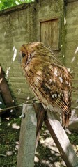 The tawny owl, also known as the brown owl, is a stocky, medium-sized bird of prey from the family...