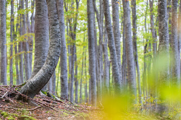 Enchanting beech forest scenes with wild mushrooms in their natural habitat. Rich textures, earthy tones, and serene woodland light&mdash;ideal for nature, seasonal, or educational visual projects.