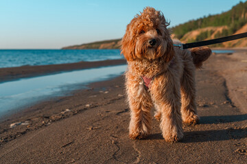 A curly-haired brown Labradoodle or Cavapoo dog at the outdoor seaside on the sand at sunset. The breed of the dog is a cross between a poodle.