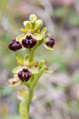 Close-up shots of Ophrys sphegodes, the early spider orchid, showcasing its unique shape and vibrant colors in natural settings. Perfect for botanical, scientific, or artistic visual projects.