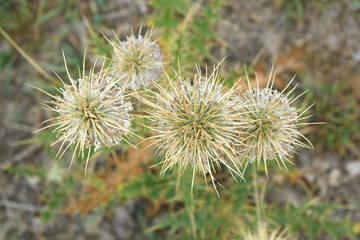 Echinops sphaerocephalus, Echinops sphaerocephalus known as Great Globe Thistle or Pale Globe Thistle, A summer plant in the wild in a meadow, Wild flower with thorns and spines bloomed