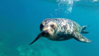 Fototapeta premium playful seal swimming in clear blue ocean water showcasing its curious expression and natural habitat