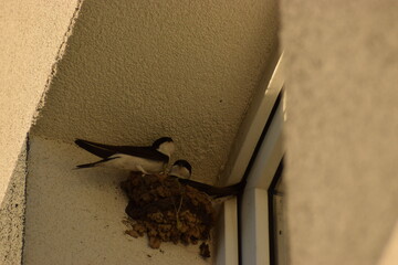 Swallows above the window in a nest with little swallows