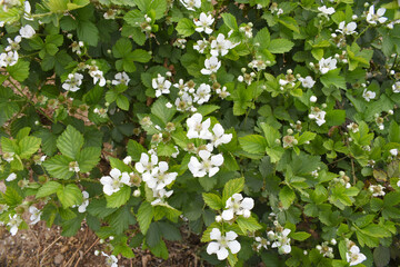 Blackberry flowers blooming in the garden, Beautiful in spring bloom garden. Blackberry bush with white flowers, Blossoming blackberry bush and bee, sunny spring day, Chakwal, Punjab, Pakistan