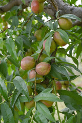 Fresh young unripe nectarine fruits on a tree branch with leaves closeup, A bunch of unripe nectarine on a branch, beautiful delicious fruit nectarine on the tree, nectarine fruits growing on a tree