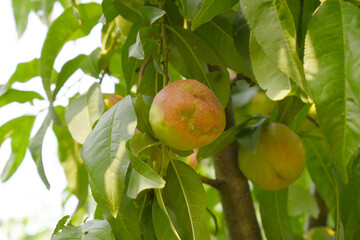 Fresh young unripe nectarine fruits on a tree branch with leaves closeup, A bunch of unripe...