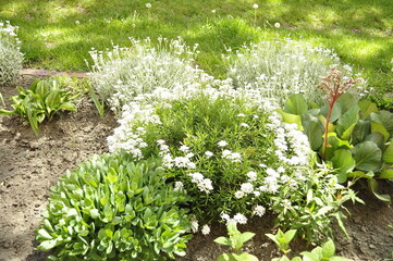 Harmony in Bloom  A Garden of Diversity A Symphony of Plants and Flowers