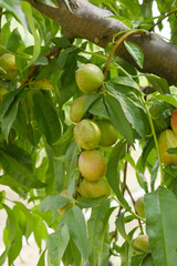 Fresh young unripe nectarine fruits on a tree branch with leaves closeup, A bunch of unripe nectarine on a branch, beautiful delicious fruit nectarine on the tree, nectarine fruits growing on a tree