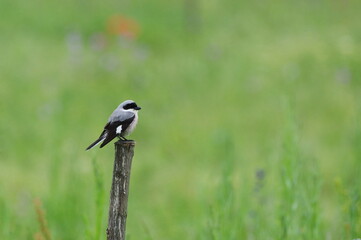 Lesser grey shrike.  Lanius minor