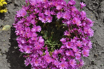 Lewisia cotyledon in Bloom  Pink Succulent Flowers Forming a Ring