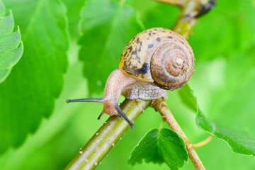 Snail crawling on a branch with green leaves blur background in nature